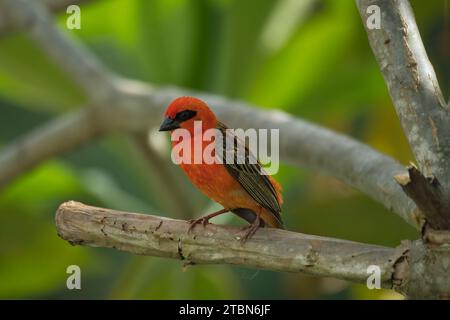 Madagascar fody al brunch di frangipani, Mahe, Seychelles Foto Stock