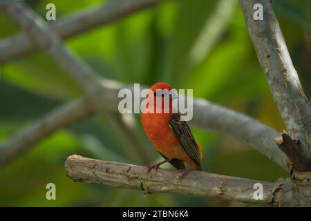 Madagascar fody al brunch di frangipani, Mahe, Seychelles Foto Stock