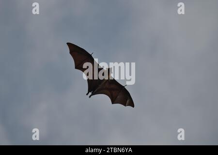 Pipistrello della frutta delle Seychelles, volpe volanti, Mahe, Seychelles Foto Stock