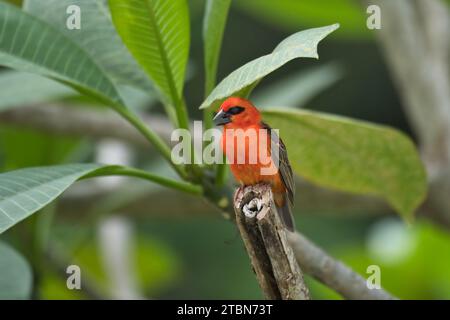 Madagascar fody al brunch di frangipani, Mahe, Seychelles Foto Stock