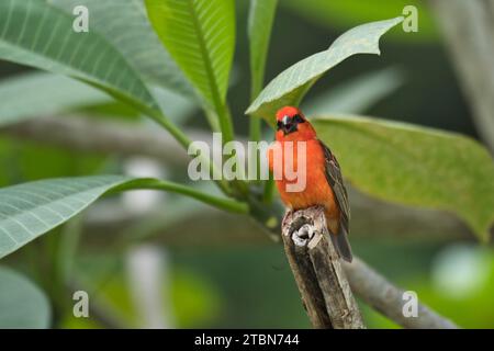 Madagascar fody al brunch di frangipani, Mahe, Seychelles Foto Stock