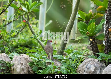 La "lettera di cera comune", nota anche come "lettera di Sant'Elena", è un piccolo uccello passerino appartenente alla famiglia estrildido finch, Mahe, Seychelles Foto Stock