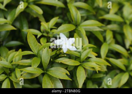 Vista angolare di un piccolo fiore bianco fiorito di una mini pianta di gelsomino di colza che porta foglie di colore giallastro. Questa varietà nana di crapa jasmin Foto Stock