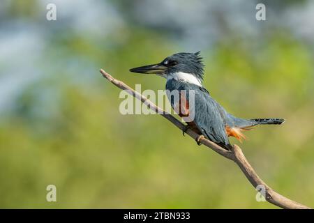 Kingfisher ad anello (Megaceryle torquata) arroccato su un ramo sopra il fiume. Tarcoles Mangrove, Costa Rica Foto Stock