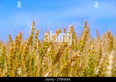 Orecchie di grano dorato contro un cielo azzurro, simbolo della crescita e del raccolto Foto Stock