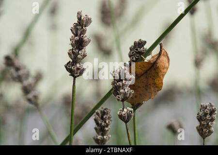 Primo piano della falena di lappet sul culmo della lavanda con fiori secchi Foto Stock