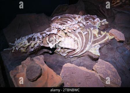 Un modello di un tipico osso di dinosauro, ritrovamento fossile in uno scavo archeologico. Presso il Museo delle rocce e dei minerali di Bangkok, Thailandia. Foto Stock