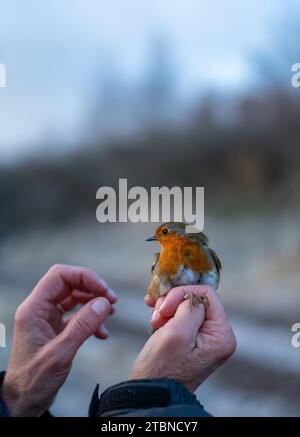 Un uccello in mano - uccello che suona in inverno Foto Stock