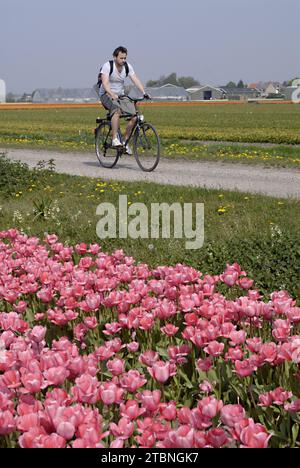 NETHERLANDS LISSE  Eldler maschio che raccoglie fiori di tulipani mentre altre persone sono forse lavoratori di tulipani , i giornali olandesi hanno riferito di immigrati di tulipani polacchi che lavorano nelle fattorie olandesi di tulipani, questi maschi non sono lavoratori conosciuti 21 aprile 2011 (FOTO DI FRANCIS JOSEPH DEAN / DEAN PICTURES) Foto Stock