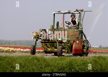 NETHERLANDS LISSE  Eldler maschio che raccoglie fiori di tulipani mentre altre persone sono forse lavoratori di tulipani , i giornali olandesi hanno riferito di immigrati di tulipani polacchi che lavorano nelle fattorie olandesi di tulipani, questi maschi non sono lavoratori conosciuti 21 aprile 2011 (FOTO DI FRANCIS JOSEPH DEAN / DEAN PICTURES) Foto Stock