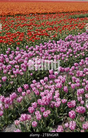 NETHERLANDS LISSE  Eldler maschio che raccoglie fiori di tulipani mentre altre persone sono forse lavoratori di tulipani , i giornali olandesi hanno riferito di immigrati di tulipani polacchi che lavorano nelle fattorie olandesi di tulipani, questi maschi non sono lavoratori conosciuti 21 aprile 2011 (FOTO DI FRANCIS JOSEPH DEAN / DEAN PICTURES) Foto Stock