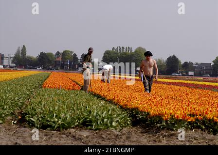 NETHERLANDS LISSE  Eldler maschio che raccoglie fiori di tulipani mentre altre persone sono forse lavoratori di tulipani , i giornali olandesi hanno riferito di immigrati di tulipani polacchi che lavorano nelle fattorie olandesi di tulipani, questi maschi non sono lavoratori conosciuti 21 aprile 2011 (FOTO DI FRANCIS JOSEPH DEAN / DEAN PICTURES) Foto Stock