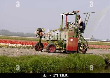 NETHERLANDS LISSE  Eldler maschio che raccoglie fiori di tulipani mentre altre persone sono forse lavoratori di tulipani , i giornali olandesi hanno riferito di immigrati di tulipani polacchi che lavorano nelle fattorie olandesi di tulipani, questi maschi non sono lavoratori conosciuti 21 aprile 2011 (FOTO DI FRANCIS JOSEPH DEAN / DEAN PICTURES) Foto Stock