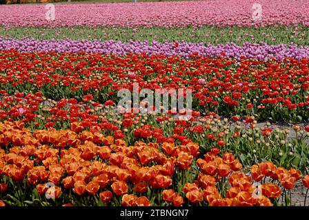 NETHERLANDS LISSE  Eldler maschio che raccoglie fiori di tulipani mentre altre persone sono forse lavoratori di tulipani , i giornali olandesi hanno riferito di immigrati di tulipani polacchi che lavorano nelle fattorie olandesi di tulipani, questi maschi non sono lavoratori conosciuti 21 aprile 2011 (FOTO DI FRANCIS JOSEPH DEAN / DEAN PICTURES) Foto Stock