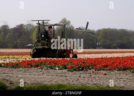 NETHERLANDS LISSE  Eldler maschio che raccoglie fiori di tulipani mentre altre persone sono forse lavoratori di tulipani , i giornali olandesi hanno riferito di immigrati di tulipani polacchi che lavorano nelle fattorie olandesi di tulipani, questi maschi non sono lavoratori conosciuti 21 aprile 2011 (FOTO DI FRANCIS JOSEPH DEAN / DEAN PICTURES) Foto Stock