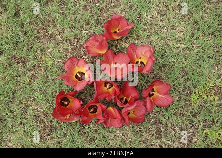 Splendido ibisco marino, noto anche come ibisco tiliaceus su erba verde. Rosso brillante ombreggiato con petali gialli e arancioni di ibisco costiero Foto Stock