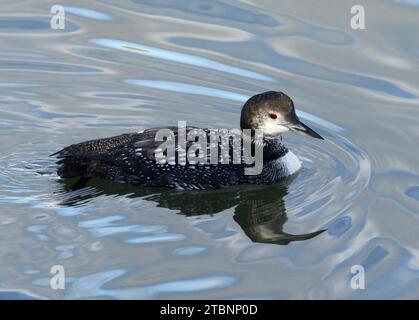 Gli occhi rossi del Great Northern Diver sono distintivi. Grandi numeri arrivano nel Regno Unito dal Nord con l'inizio dell'inverno. Foto Stock