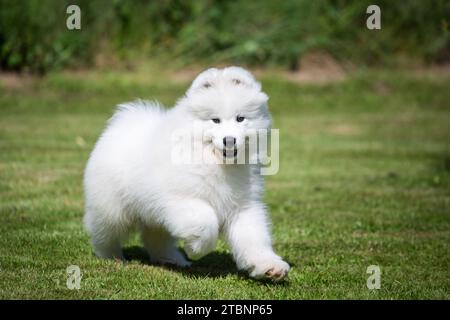 Cucciolo di cane Samoyed Foto Stock