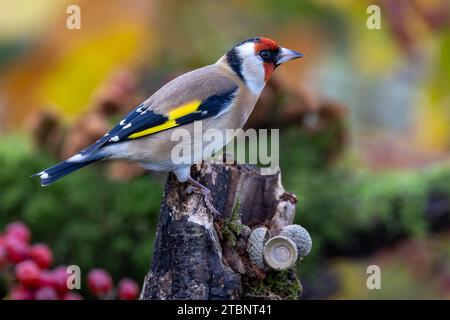 Goldfinch europeo arroccato su Tree Stump Foto Stock