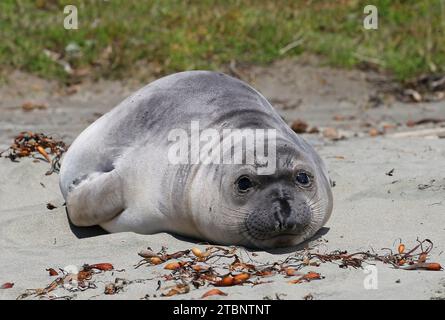 Cucciolo di foca elefante sulla spiaggia sabbiosa Foto Stock