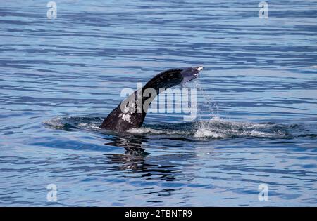 Immersioni con balene grigie che mostrano Tail Fluke Foto Stock