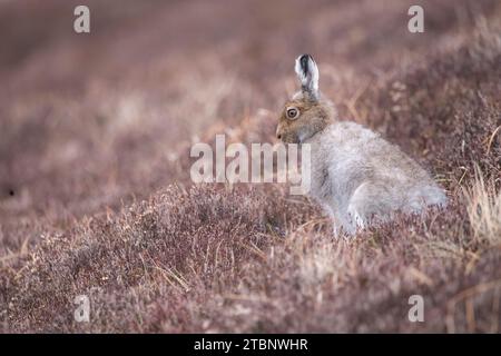 Una lepre di montagna a heather Foto Stock