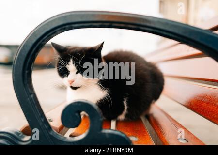 Un gatto nero guarda i pescatori in riva al mare a Istanbul Foto Stock