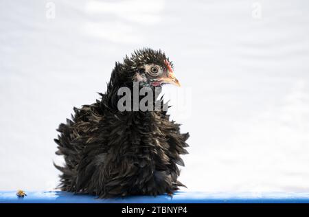 Pollo fritto Black Bantam Frizzle Pullet Hen Foto Stock