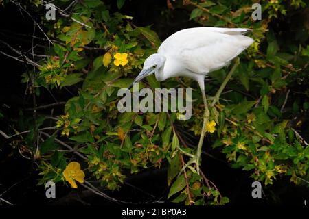 Un piccolo Blue Heron giovanile Foto Stock