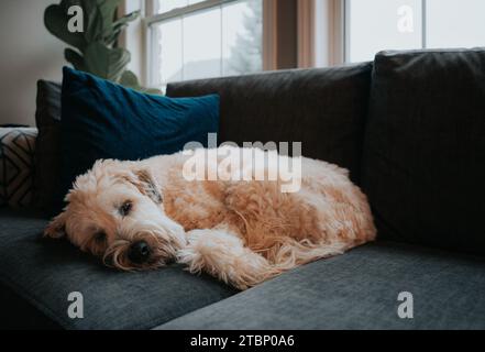 Un cane carino e soffice si è riccchiato dormendo sul divano grigio in una casa. Foto Stock