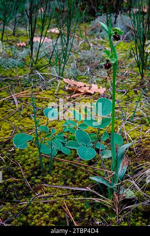 Orchidea primitiva (Ophrys classica), Orchidaceae. Orchidea selvatica europea. pianta rara. Italia, Toscana, Foto Stock