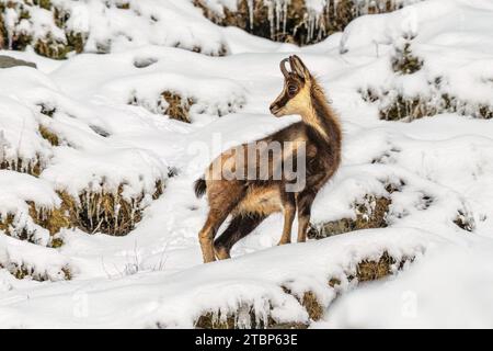 Antilope di capra (Rupicapra rupicapra) nella neve dei Pirenei spagnoli. Fauna selvatica scena della natura in Europa. Foto Stock