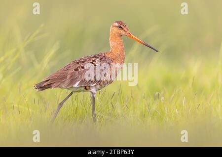 Maestoso uccello dalla coda nera Godwit (Limosa limosa) che cammina e guarda nella macchina fotografica. Questa specie si riproduce nelle zone costiere olandesi. Circa Foto Stock