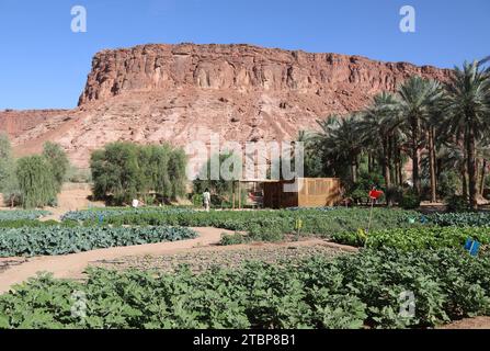 Verdure verdi e insalate che crescono sull'Heritage Oasis Trail ad al Ula, nel deserto dell'Arabia Saudita Foto Stock