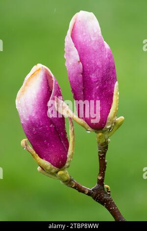 Magnolia x soulangeana 'Lennei', Magnolia, Bud, Magnolia x soulangeana, gemme, fiore, erba, Rosa, Magnolia 'Lennei', Bloom Foto Stock