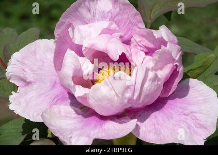 Fiore di peonia giapponese Paeonia "Ofuji-Nishiki" Foto Stock