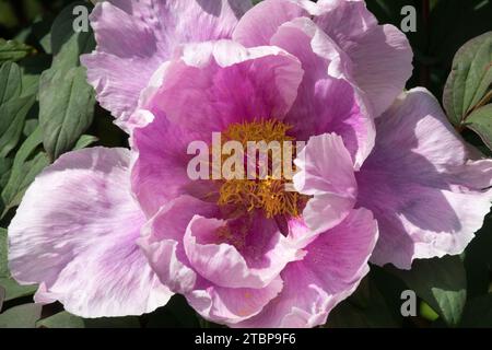 Bellissimo fiore di peonia giapponese Paeonia "Ofuji-Nishiki" viola pallido Paeonia x suffruticosa Foto Stock