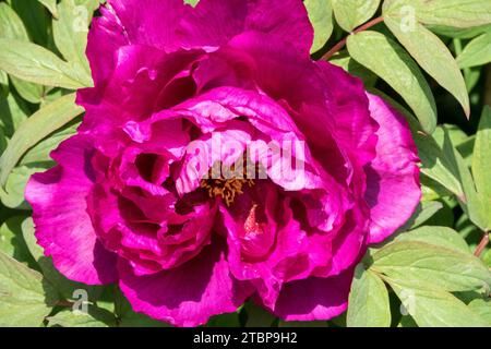 Viola fiore porpora peonia giapponese Paeonia x suffruticosa "Kamata-Nishiki" Foto Stock