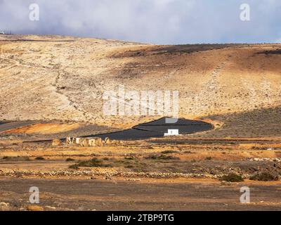 Diffusione di cenere vulcanica nei campi agricoli per favorire la ritenzione idrica a Teguise, nelle Isole Canarie. Foto Stock