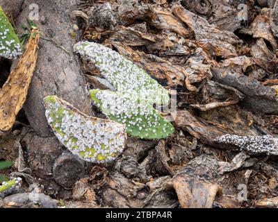 Cocco cocco coccineale, insetti di Dactylopius a Prickly Pear vicino ad Arrieta a Lanzarote, Isole Canarie. Gli insetti vengono utilizzati per schiacciare il cibo per fare il colorante rosso. Foto Stock