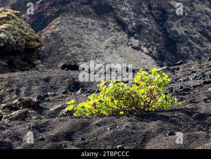 Vinagrera, Rumex lunaria una pianta endemica delle Canries che cresce nel Montana Cuervo a Lanzarote, Isole Canarie. Foto Stock