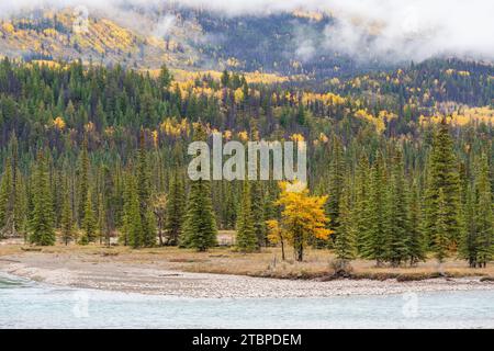 L'isola degli abeti si affaccia sul lago nella stagione autunnale delle foglie. montagne nevose sullo sfondo. Foto Stock