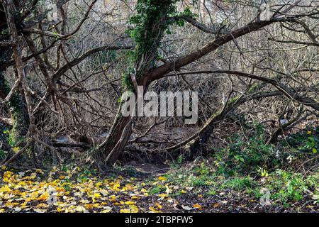 Tronchi di alberi morti con muschio e edera sulla riva di un fiume rurale Foto Stock