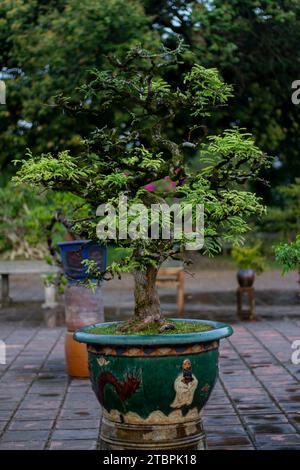 Pianta in vaso nel giardino della Pagoda di Thien Mu, Hue, Vietnam Foto Stock