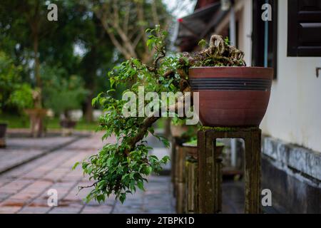 Pianta in vaso nel giardino della Pagoda di Thien Mu, Hue, Vietnam Foto Stock