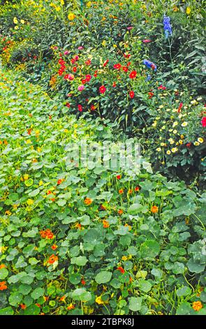 Monet's Garden, Giverny, Francia in autunno. Vicolo centrale di Nasturtiums. Giardino fiorito nella casa dell'artista. Botanica Foto Stock