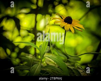 Un unico fiore giallo spicca tra il verde lussureggiante della foresta Foto Stock