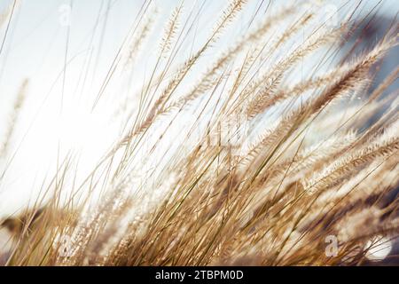 Un primo piano di un lussureggiante campo di erba dalle tinte dorate sulla spiaggia di Nissi ad Ayia Napa, Cipro Foto Stock