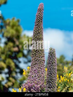 Un vibrante fiore viola che fiorisce in un lussureggiante giardino con altri fiori viola di varie dimensioni che lo circondano Foto Stock