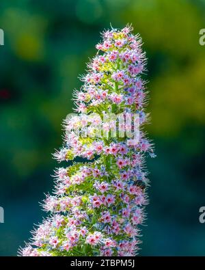 Immagine di una pianta verde vibrante con delicati fiori bianchi, adagiata su uno sfondo morbido e sfocato con alberi in lontananza Foto Stock